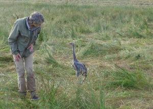 ringing